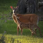 A young fawn deer kisses its mother. Photo by Larry Holak.