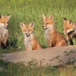 Four foxes look alert as they stand outside their den.