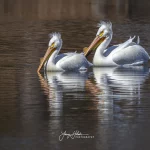 Two pelicans float lazily on Lake Mason. Photo by Larry Holak.
